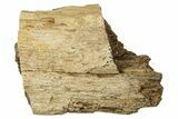 Fossil Tyrannosaur (T rex) Bone Section - Wyoming #342833-1